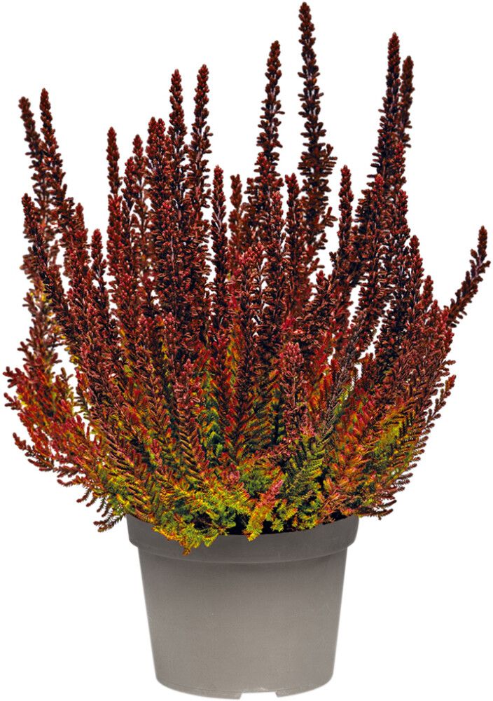 Kanerva Calluna Vulgaris Sunset Girls P12