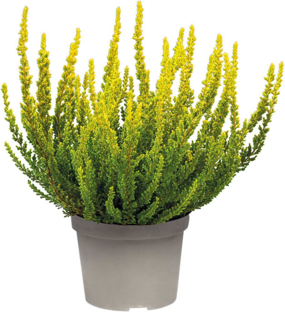 Kanerva Calluna Vulgaris Sunset Girls P12
