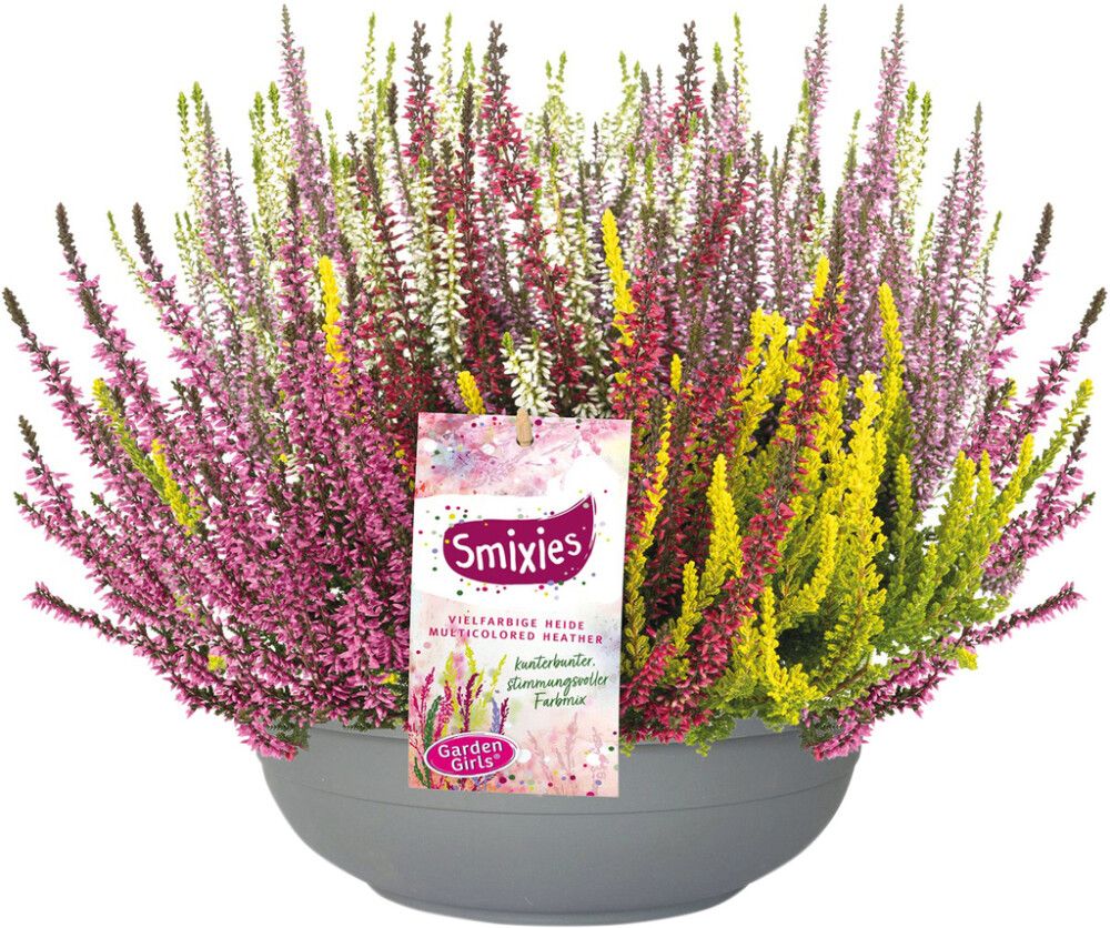 Kanerva Calluna Vulgaris Smixies P23