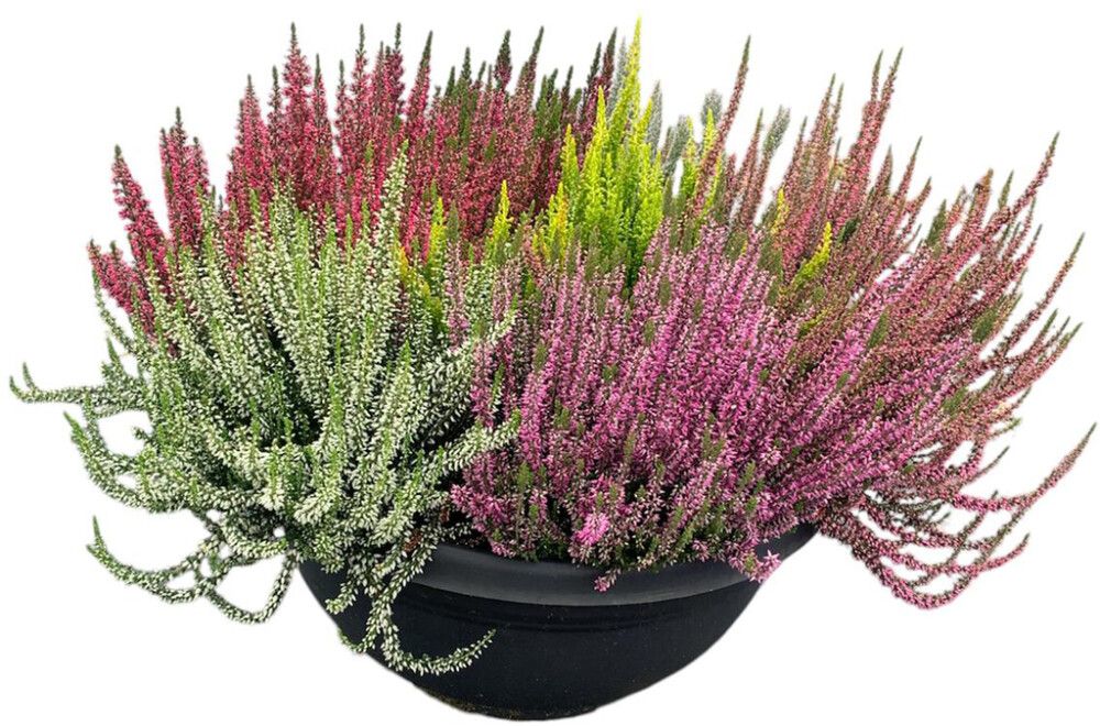 Kanerva Calluna Vulgaris Smixies P40