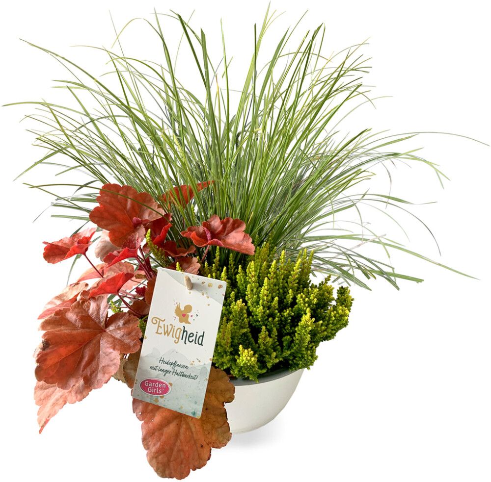 Syysistutus Ewigheid Schale