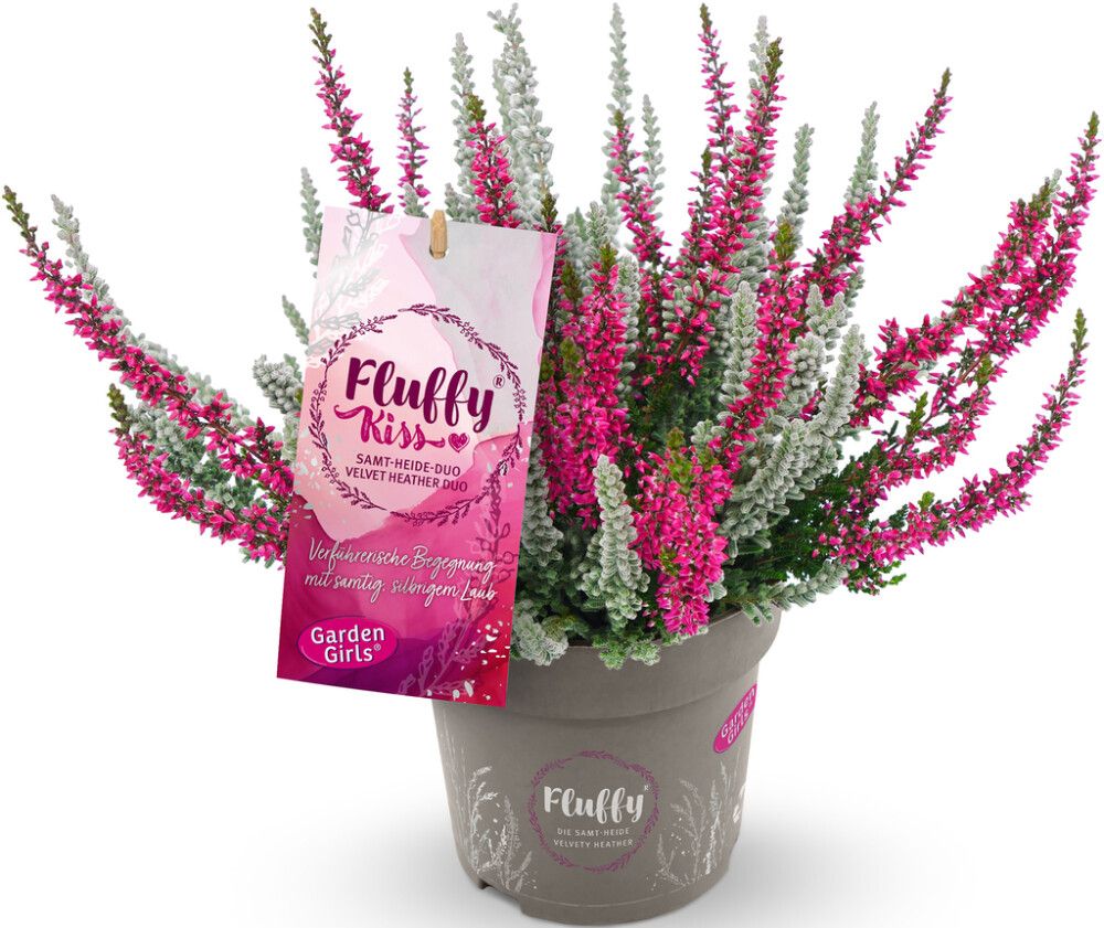 Kanerva Calluna Garden Girls Nexxt P11