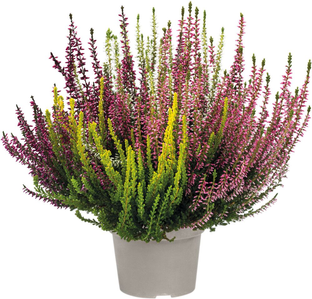 Kanerva Calluna Vulgaris Quattro Girls P13