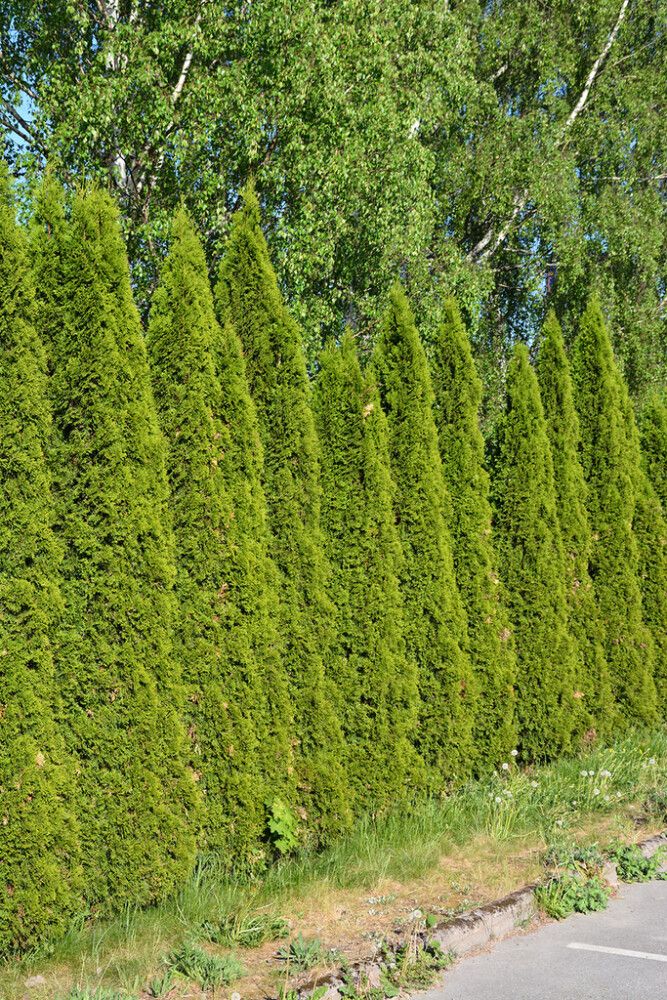 Timanttituija Thuja Occidentalis Smaragd P23