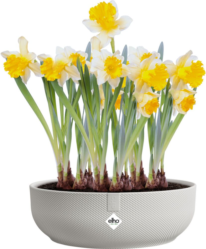 Kulhoruukku Elho Jazz 28 cm valkoinen