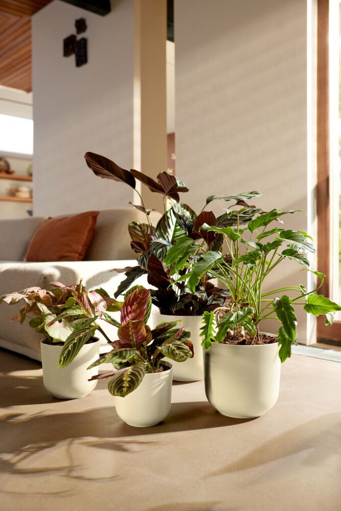 Suojaruukku Elho Jazz 30 cm valkoinen