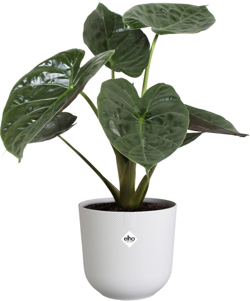 Suojaruukku Elho Jazz 30 cm valkoinen