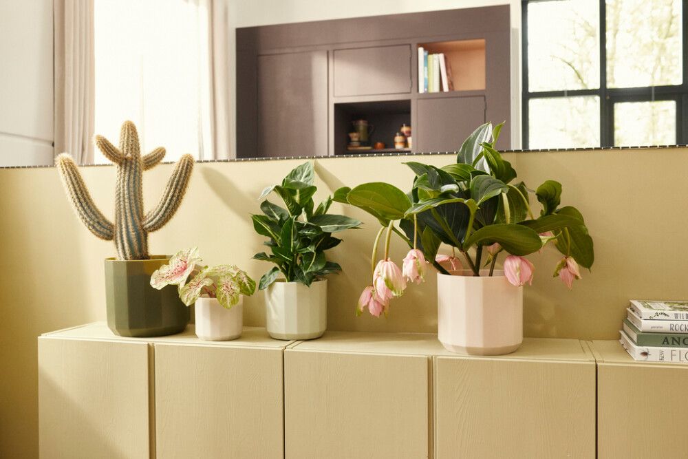 Suojaruukku Elho Facet 14 cm beige