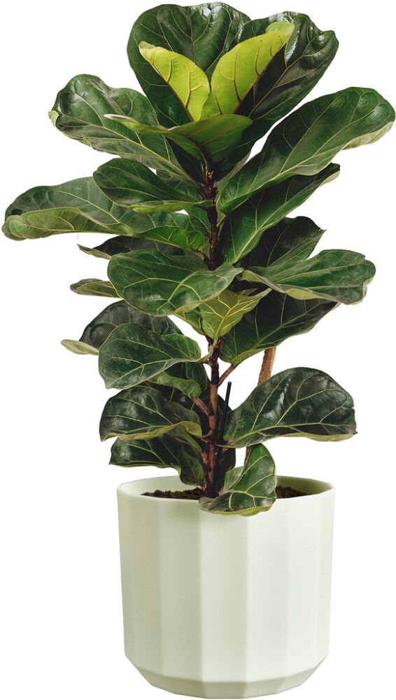 Suojaruukku Elho Facet 19 cm vaaleanvihreä