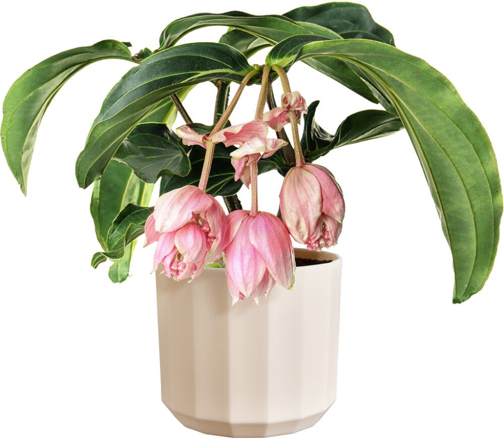 Suojaruukku Elho Facet 23 cm beige