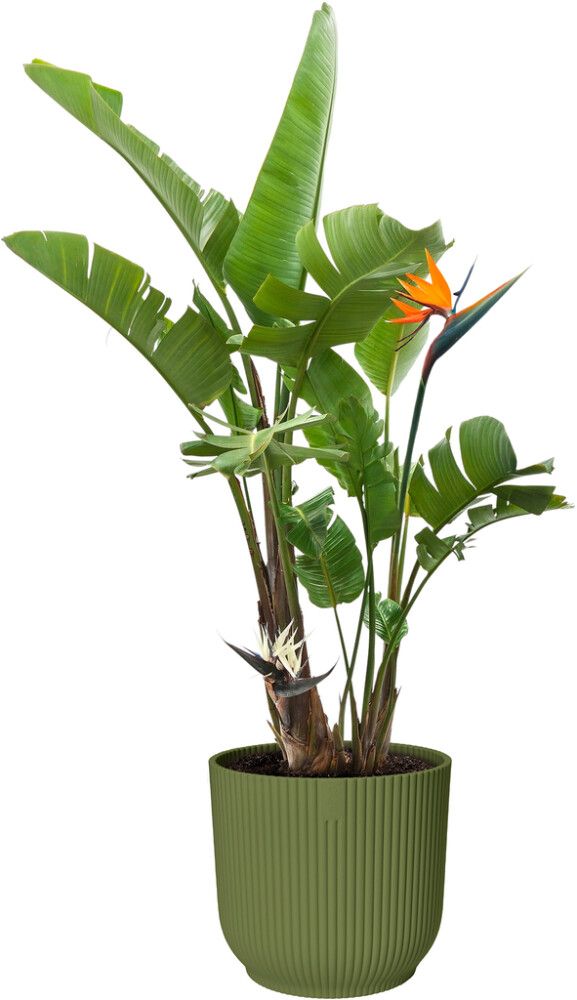 Suojaruukku Elho Vibes Fold 14 cm vihreä