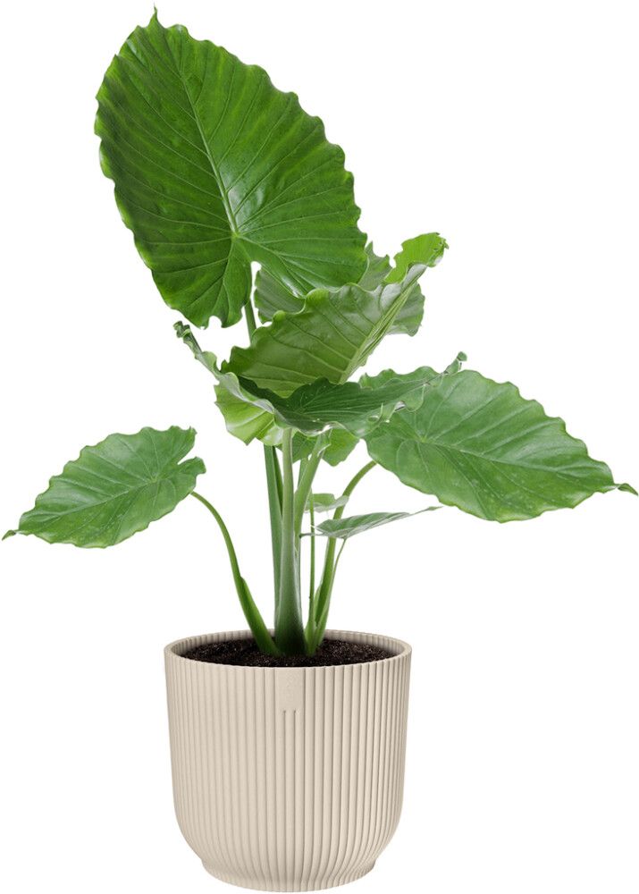 Suojaruukku Elho Vibes Fold 25 cm valkoinen