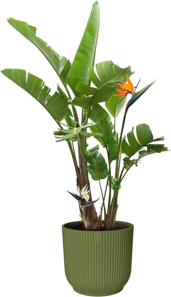 Suojaruukku Elho Vibes Fold 47 cm vihreä