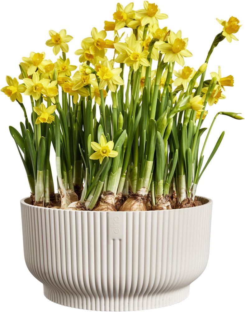 Suojaruukku Elho Vibes Fold kulho 25 cm luonnonvalkoinen