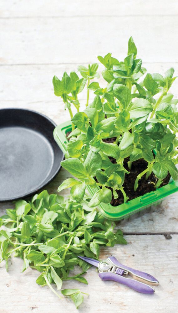 Härkäpapu Nelson Garden Microleaf