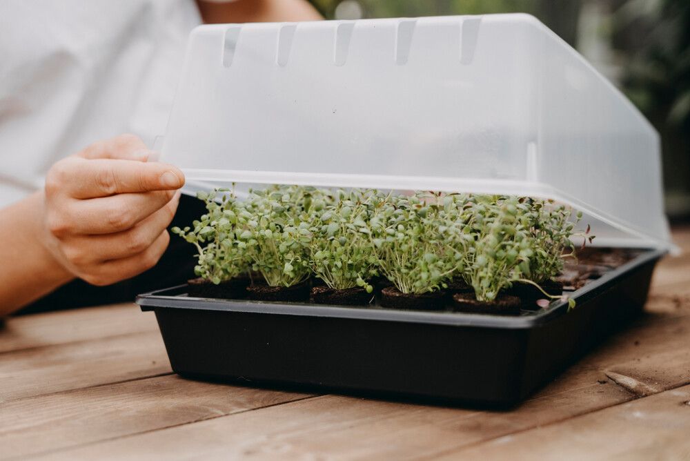 Taimikasvatuslaatikko 38 x 24 cm