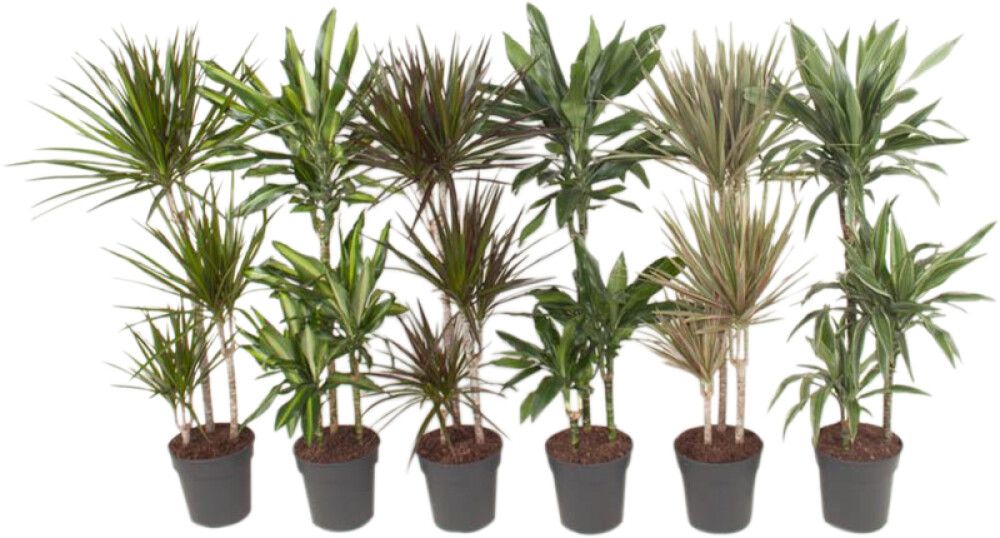 Traakkipuu Dracaena Mix P21