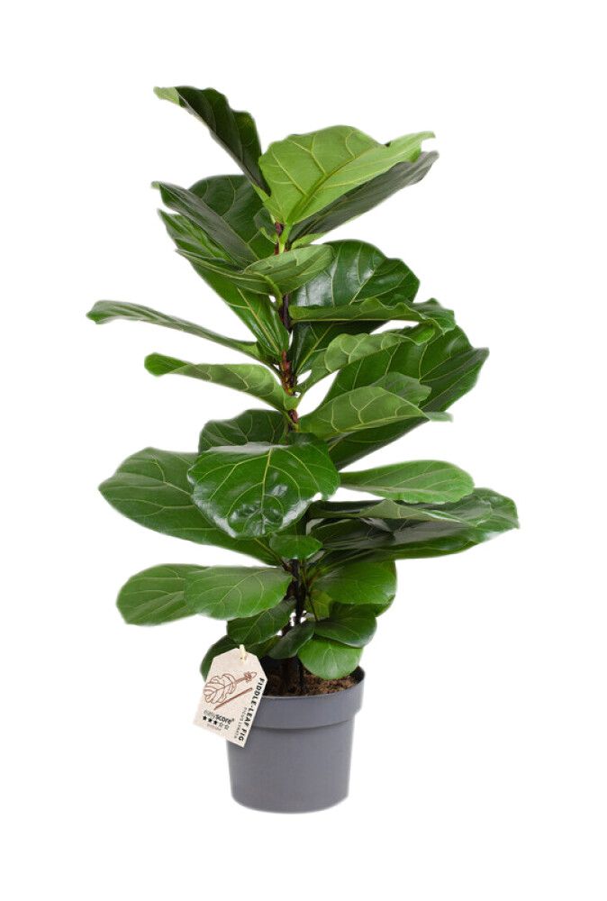 Lyyraviikuna Ficus Lyrata P24