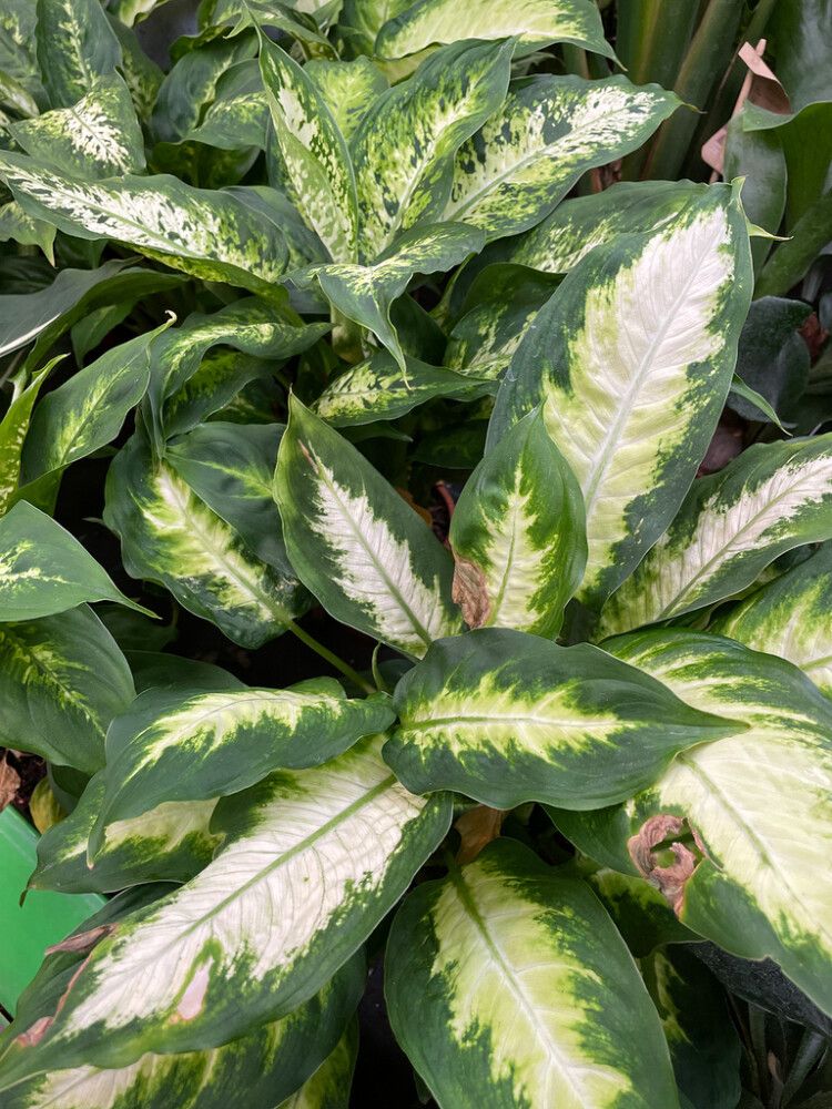 Kultaköynnös Epipremnum Aureum Marble Planet P12