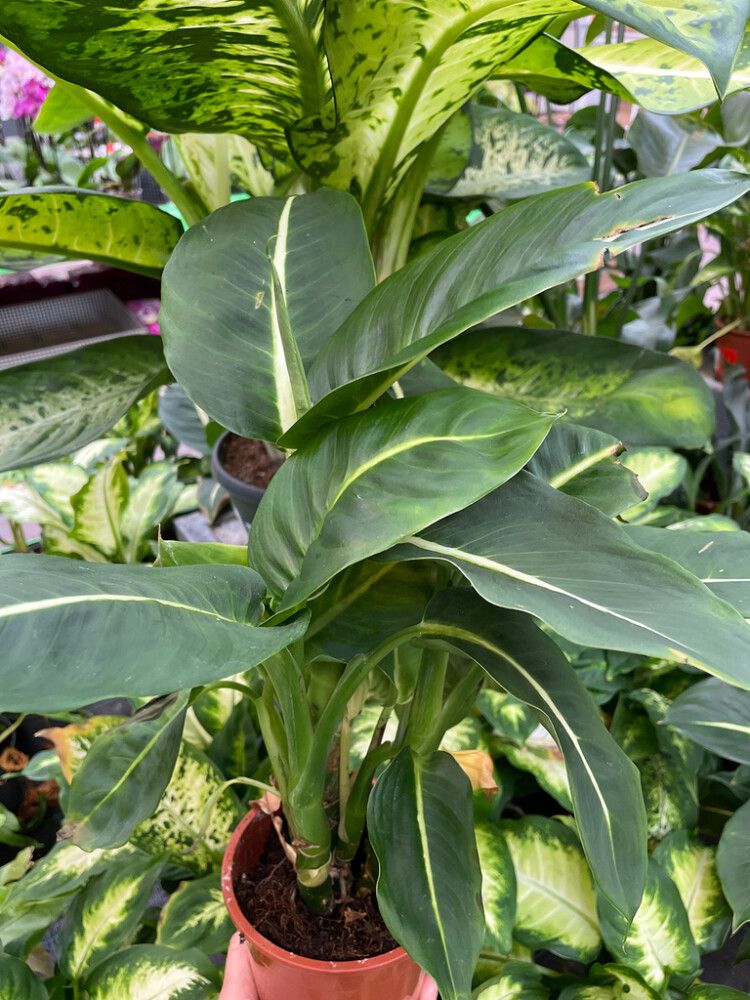 Kultaköynnös Epipremnum Aureum Marble Planet P12