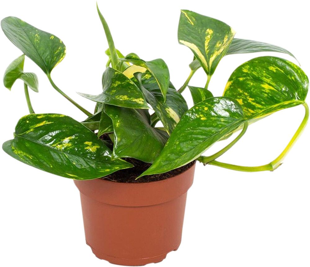 Kultaköynnös Epipremnum Aureum Marble Planet P12