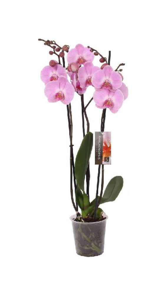 Perhoskämmekkä Phalaenopsis Mix 3-vanaa P12