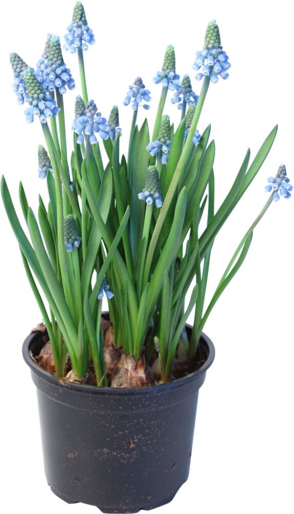 Helmililja Muscari Kotimainen sininen