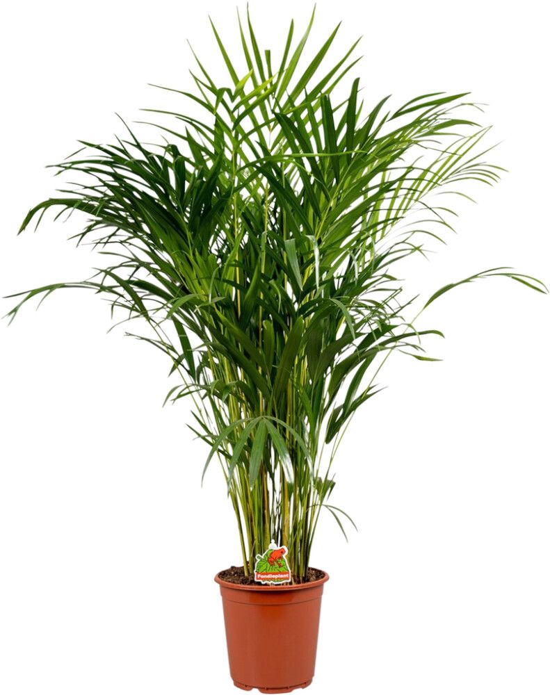 Kultapalmu Dypsis Lutescens P19