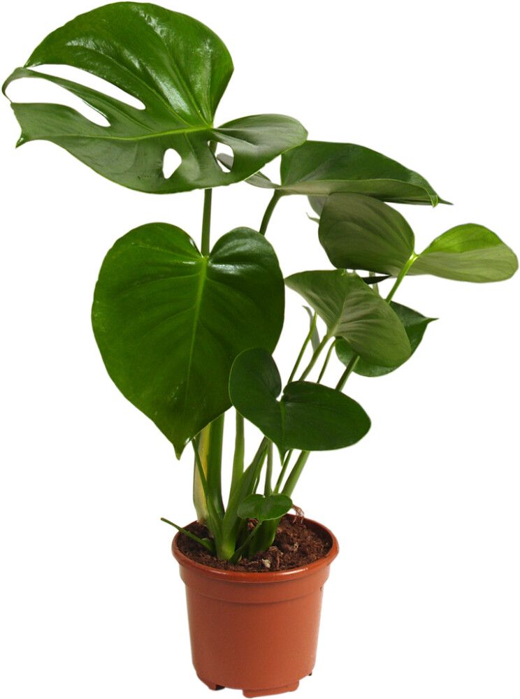 Peikonlehti Monstera Deliciosa P17