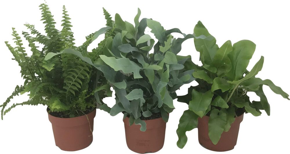 Saniainen Air So Pure Mix