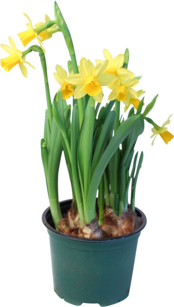 Narsissi Tete a tete Kotimainen