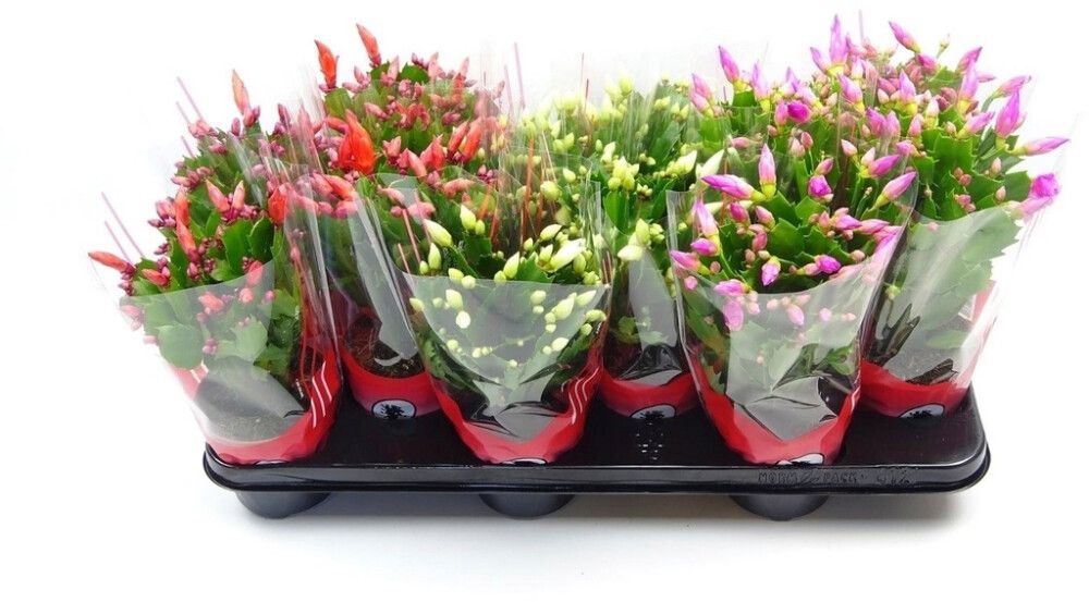 Kausikaktus mix Schlumbergera Ø 13 cm