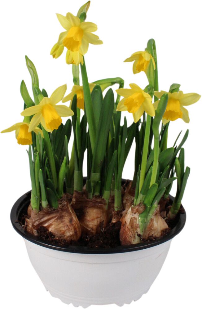 Narsissikulho Tete a Tete Kotimainen P17