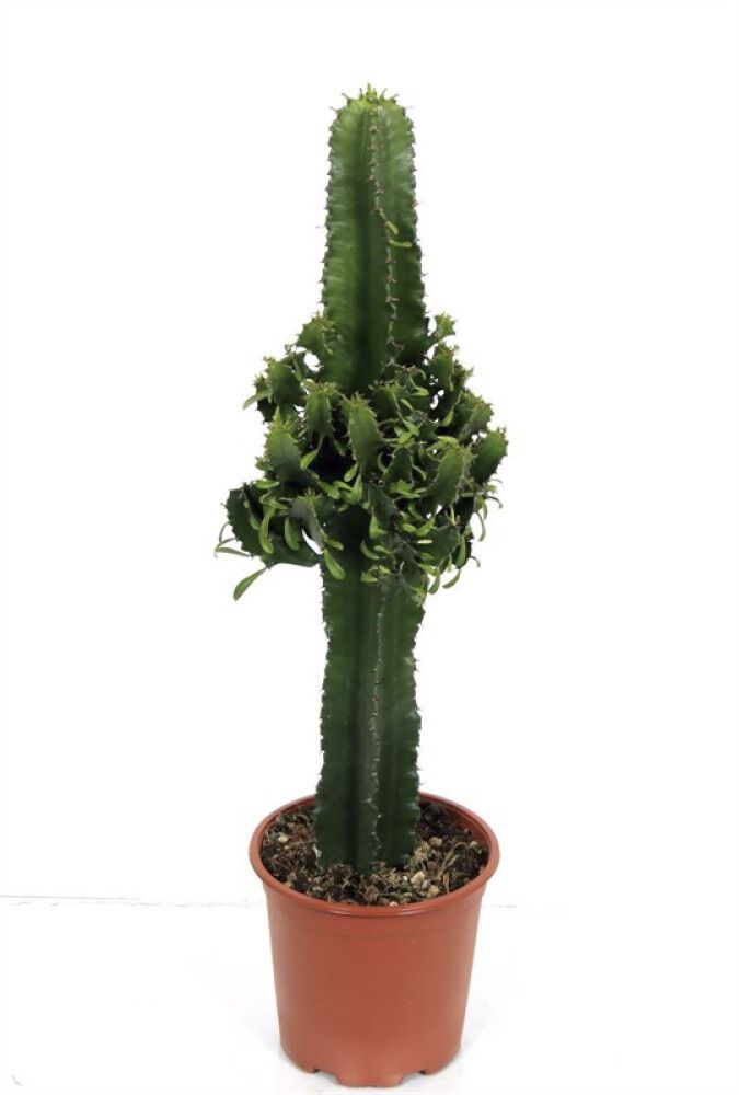 Pylvästyräkki Euphorbia Trigona P12