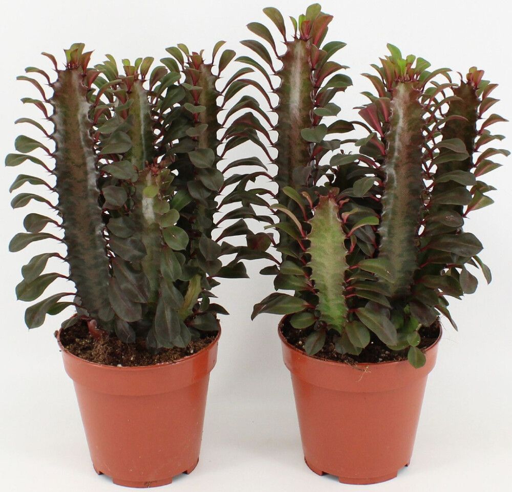Pylvästyräkki Euphorbia Trigona P12