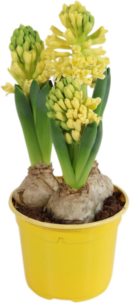 Hyasintti keltainen 3 sipulia