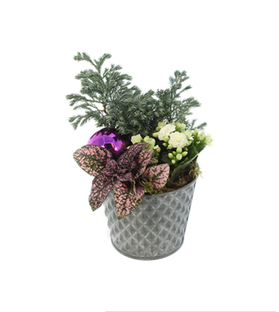 Jouluistutus Joulun Ilo