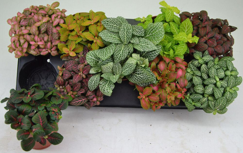 Pitsilehti mix Fittonia Ø 12 cm
