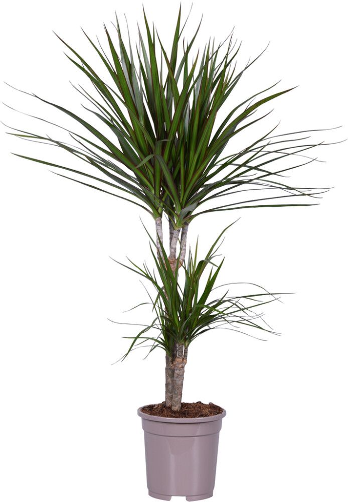 Reunustraakkipuu Dracaena Marginata P17