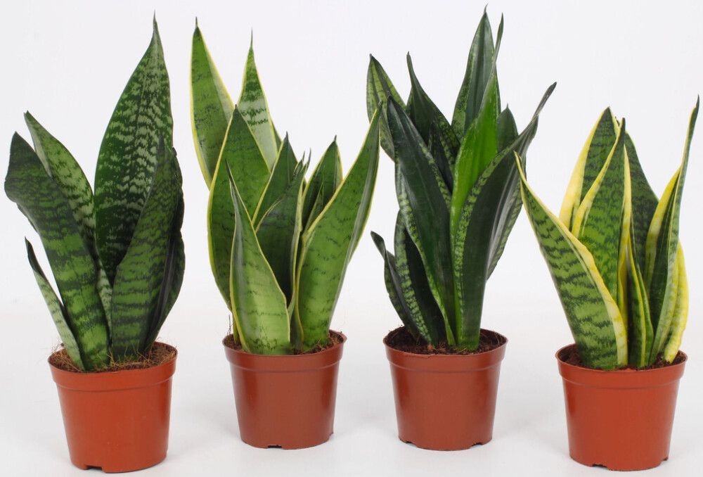 Anopinkieli Sansevieria Mix P12
