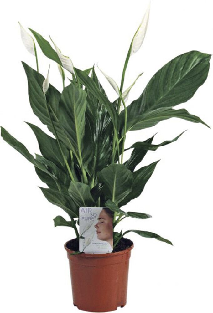 Viirivehka Spathiphyllum P17