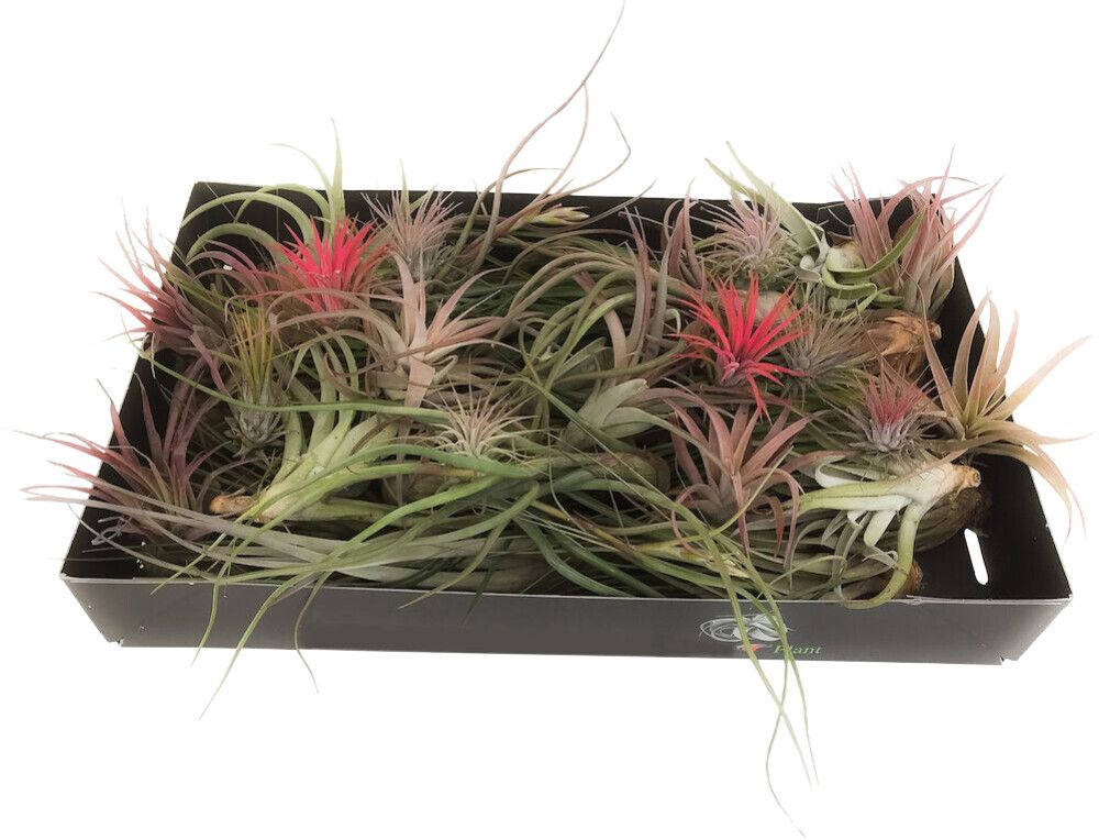 Tillandsia Mix
