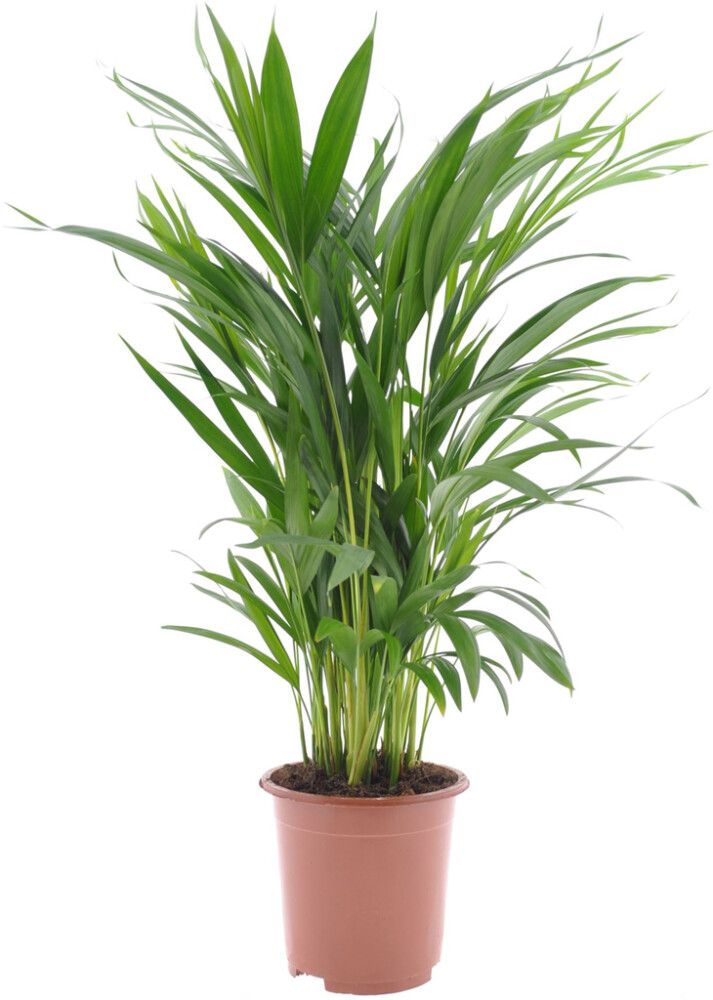 Kultapalmu Dypsis Lutescens P17