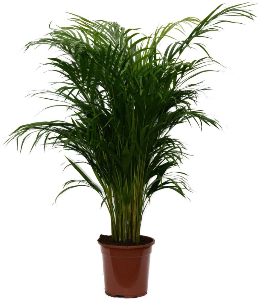 Kultapalmu Dypsis Lutescens P21