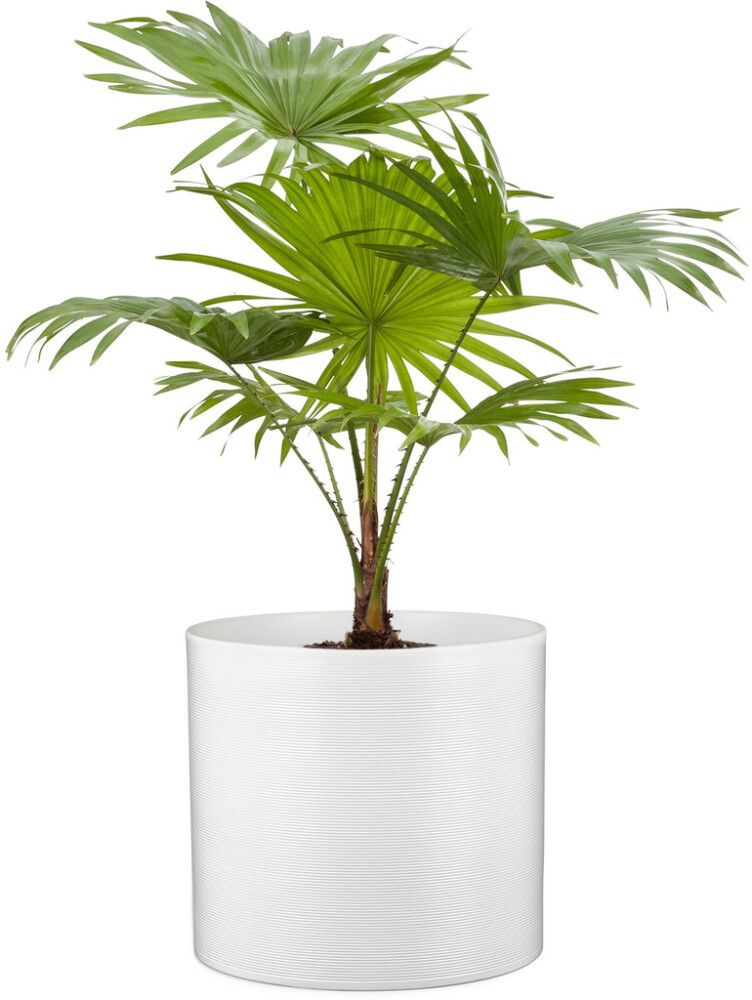 Suojaruukku Scheurich 828 valkoinen 19 cm