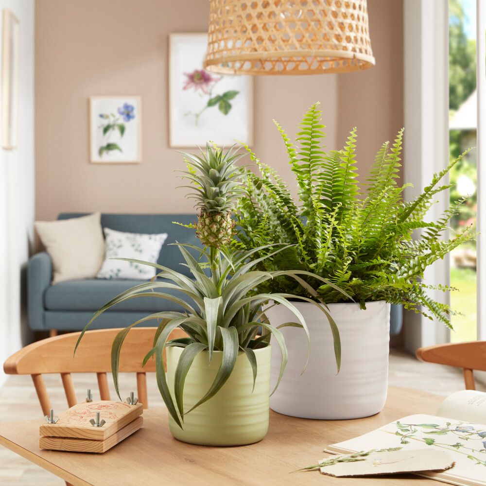 Suojaruukku Scheurich 850 Silent Green 17 cm