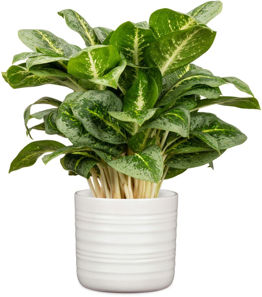 Suojaruukku Scheurich 850 Soft Wool 20 cm