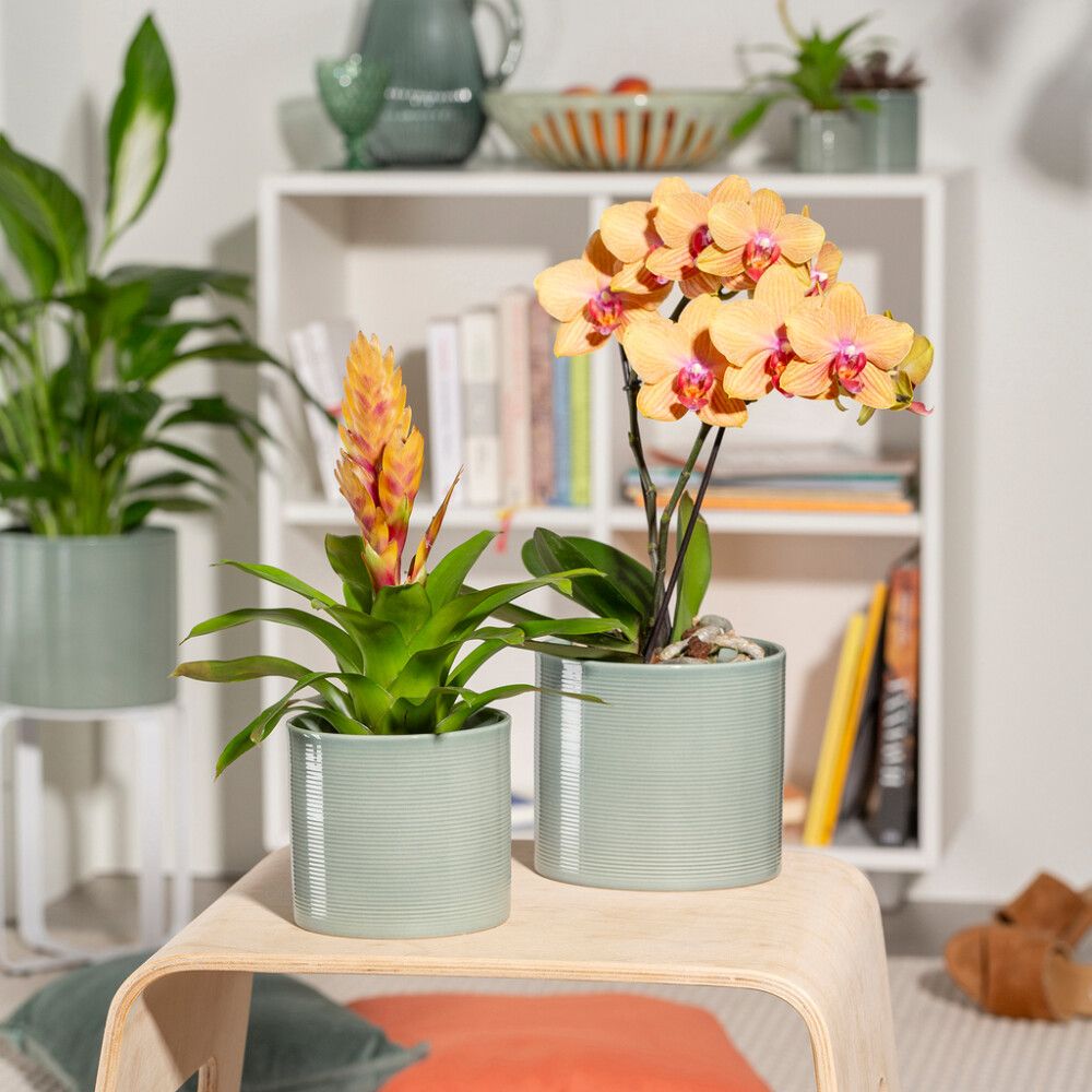 Suojaruukku Scheurich 828 salvianvihreä 19 cm