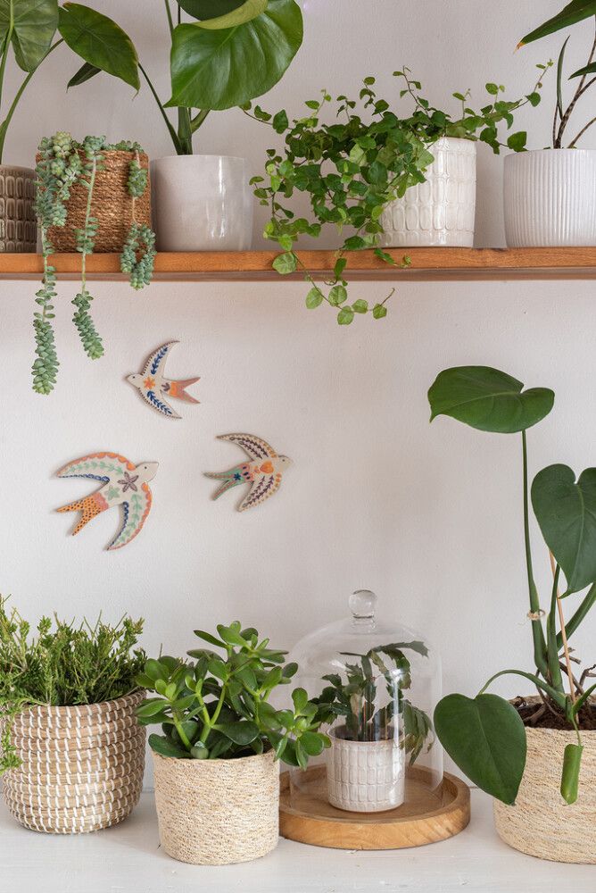 Suojaruukku Opale valkoinen 14 cm