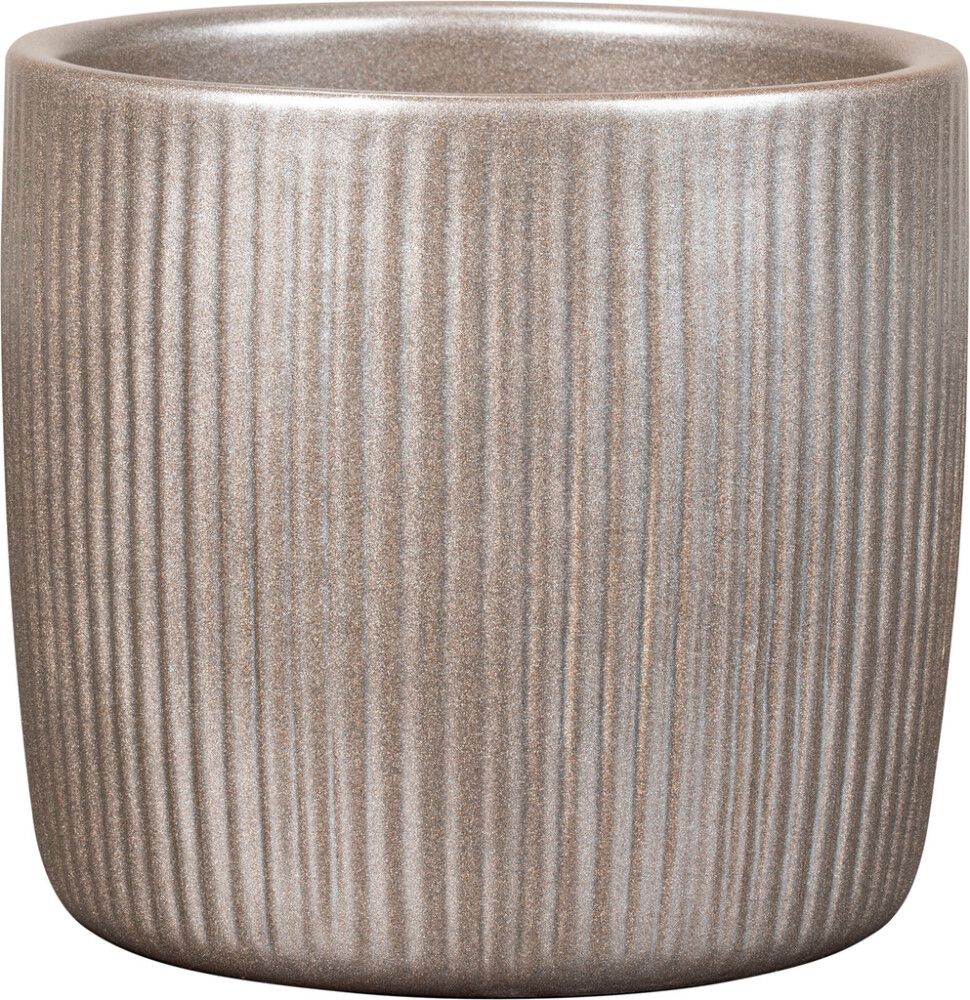 Suojaruukku Magic Gold 18 cm